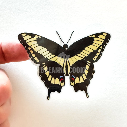 Giant swallowtail butterfly with yellow and black wings on a hand on a white background