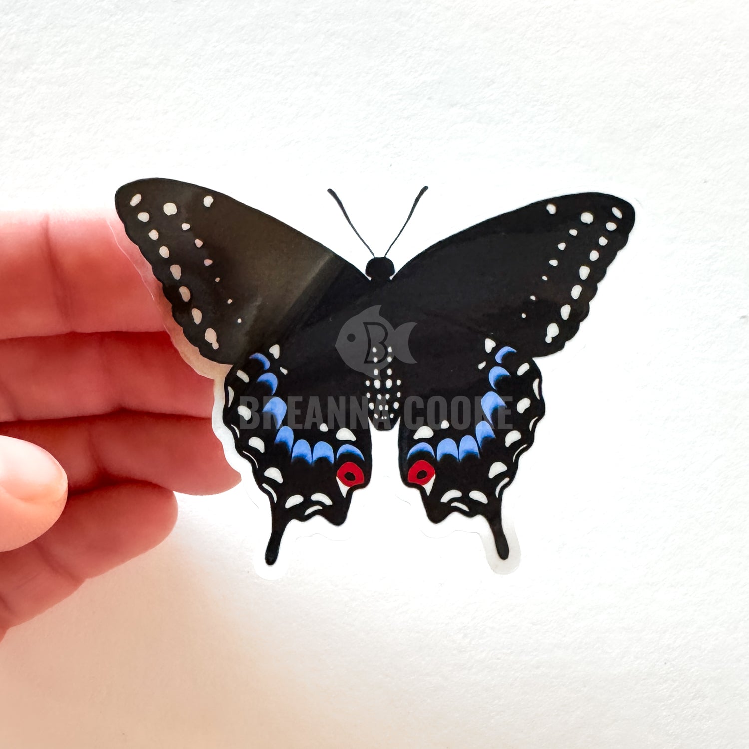 Pipevine swallowtail butterfly clear sticker held by a hand on a white background